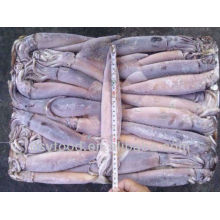 Illex argentinus squid